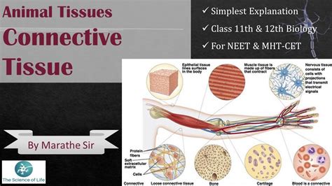 Animal Tissue Connective Tissuespart 1 Youtube