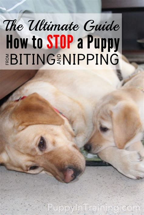 The Ultimate Guide How To Stop A Puppy From Biting And Nipping Puppy