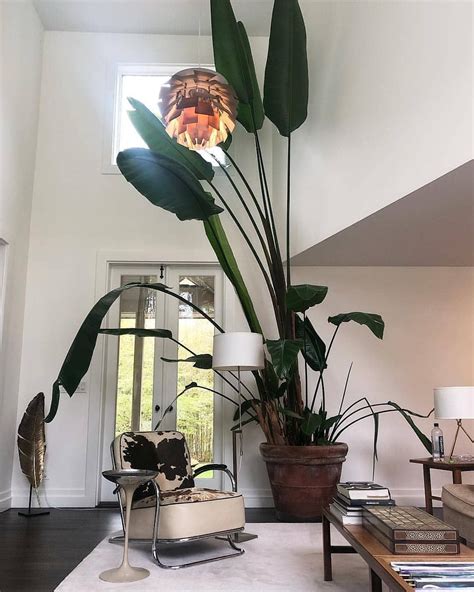 Massive Indoor Plant 📷 By Plantyhoes Olivrahomedecorhouseplants