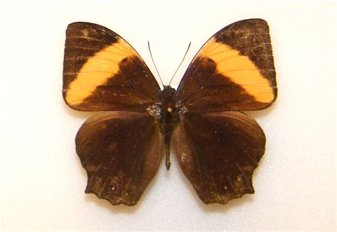 Melanitis Amabilis Ambon Seram World Of Butterflies And Moths