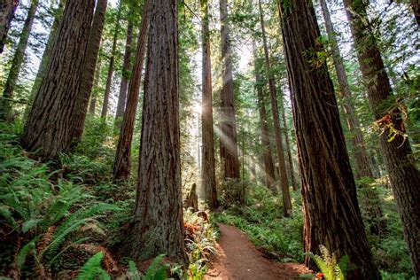 15 Stunning Things To Do In Redwood National Park 2022