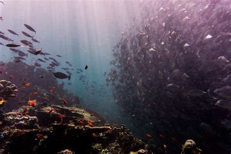 First Global Estimate Of Marine Aquarium Trade To Encourage Sustainable
