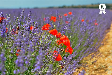 Poppies In A Lavender Field Provence France Sami Sarkis Stock Photo