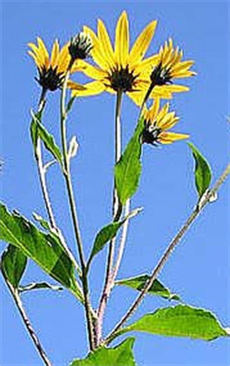 Closeup of jerusalem artichoke topinambur plant with yellow flowers. Jerusalem Artichoke - how to grow from tubers