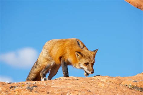 Red Fox Vulpes Vulpes 12075 Natural History Photography