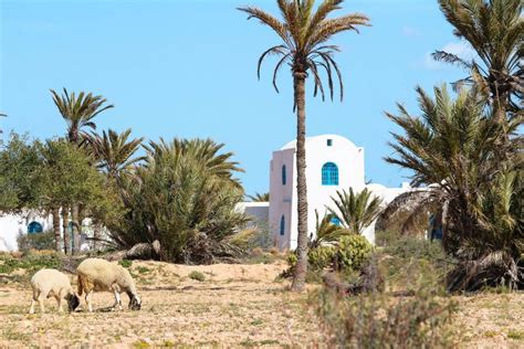 Tunesische Insel Djerba Alle Tipps And Infos ⏩ Urlaubsguru