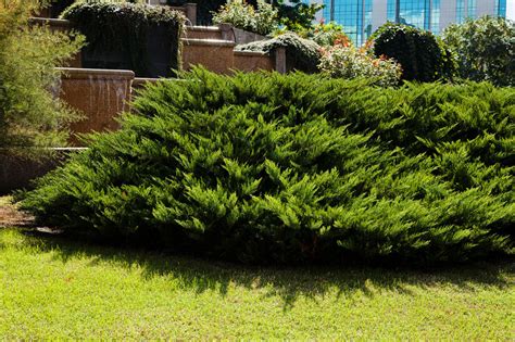 What Are The Top Evergreen Shrubs For Landscaping