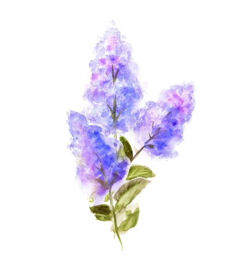 Hand Painted Watercolor Flower Lilac Stock Illustration Illustration