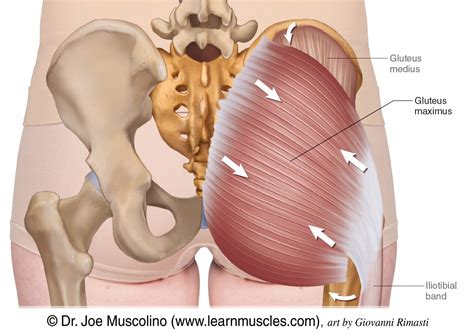 Musculos Do Gluteos Anatomia Modisedu