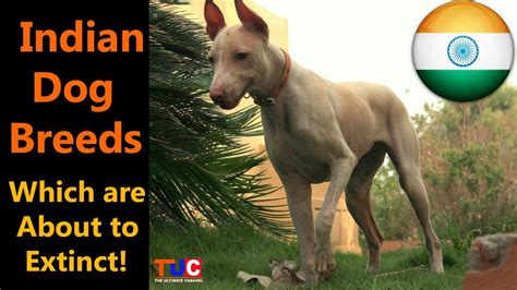 Indian Dog Breeds Which Are About To Extinct The Ultimate Channel