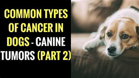 Types Of Cancer In Dogs