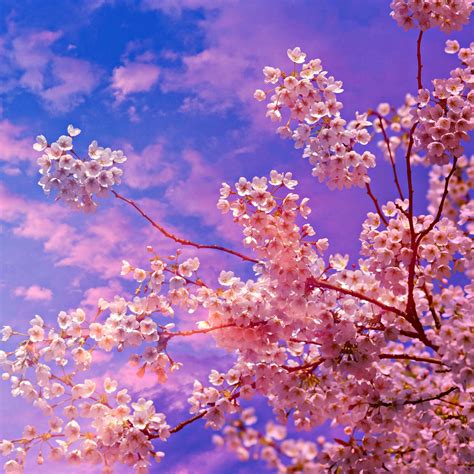 Cherry Blossom Tree 4k 5k Ipad Pro Wallpapers Free Download