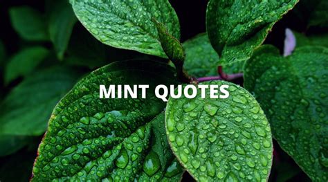 Best Mint Quotes Mint Sayings In Life Overallmotivation