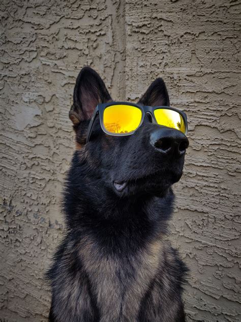 Psbattle This Dog Wearing Sunglasses Photoshopbattles