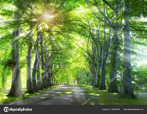 Way Forest Nature Background Green Summer Trees — Stock