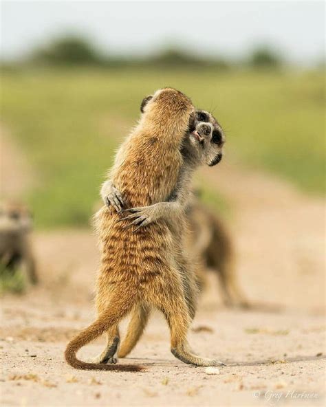 Meerkat Hugs Cute Animals Animals Beautiful Animals