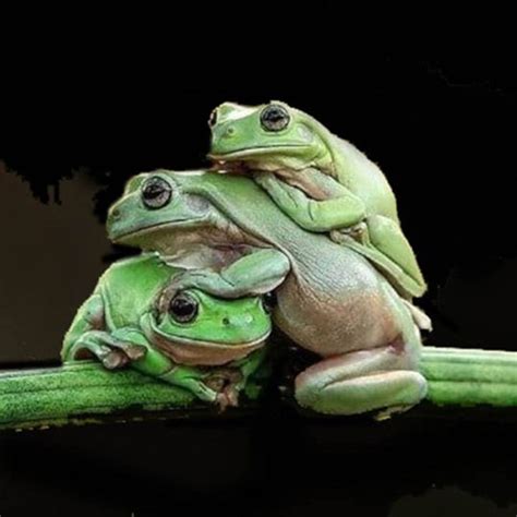 Leap Frog More Like Lazy Frog Wild Animals Photos Animals Wild