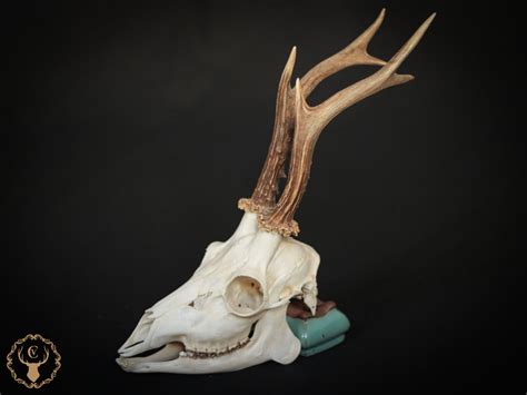 Whole Roe Deer Skull With Bottom Jaw And Teeth For Curiosity Etsy