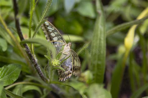 Blue Clipper Butterfly Face And Under Wings Stock Image Image Of