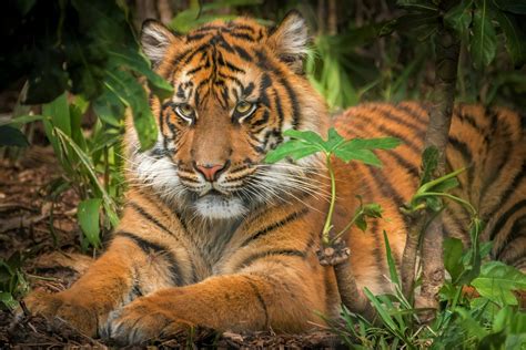 Sumatran Tiger