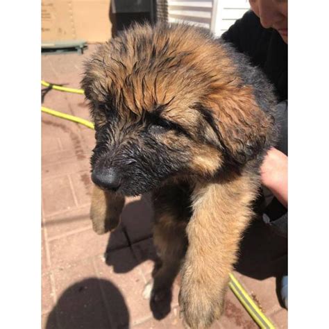 We are the top german shepherd breeder located near chicago, illinois. 2 months old German Shepard puppies in Urbana, Illinois ...