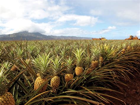How To Grow A Pineapple Tips On How To Grow Pineapples