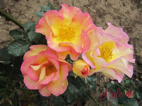 scented garden shrub rose style roses scent garden rose garden flower garden home and