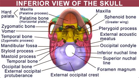 Anatomy And Function Of The Occipital Bone Explained With A Diagram