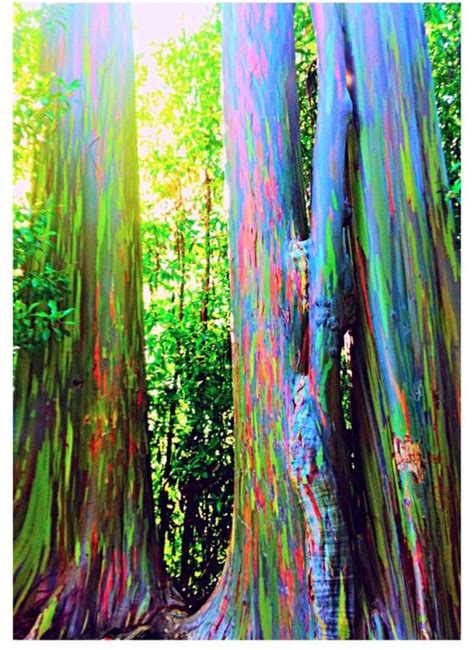 Rainbow Eucalyptus Maui 77 Pictures Of Hawaii That Will Seduce