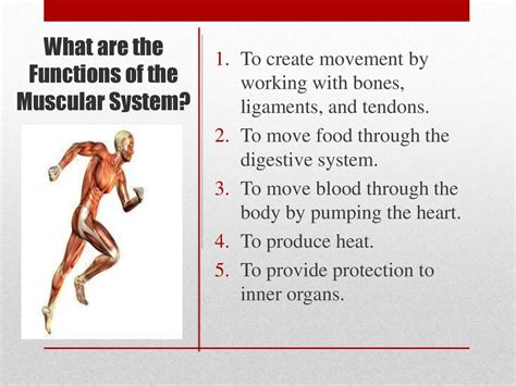 Describe The Function Of The Muscular System Karter Has Whitaker