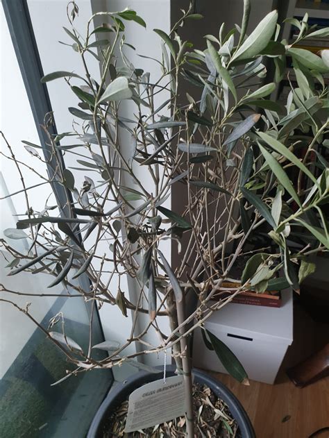 Indoor Olive Tree Loosing Leaves And Limited New Growth — Bbc Gardeners