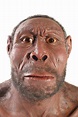Homo erectus the first chef of humanity