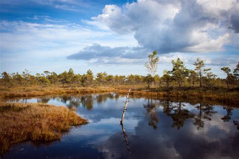Free Images Landscape Tree Nature Marsh Swamp Wilderness Cloud
