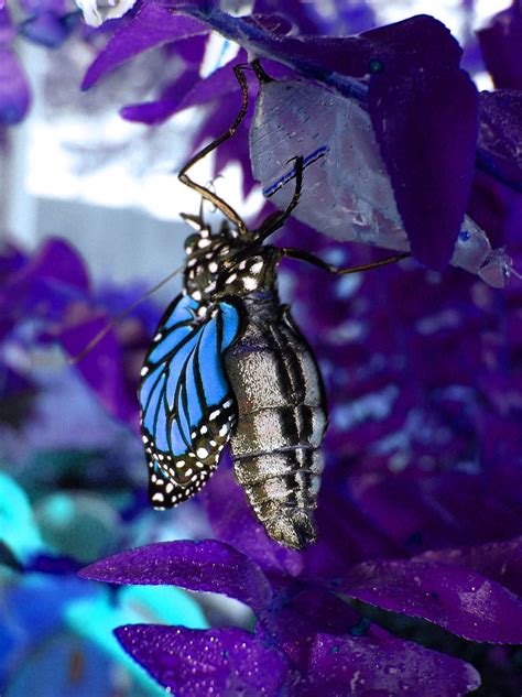 Blue Monarch Butterfly De Digitally Enhanced Monarch That Flickr