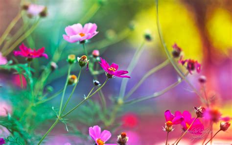 Amazing World Beautiful Nature And Flowers Wallpaper