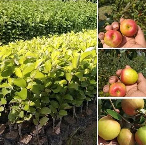 Full Sun Exposure Red Apple Ber Fruit Plant For Fruits At Rs 18piece In North 24 Parganas