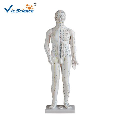 178CM Acupuncture Human Body Model