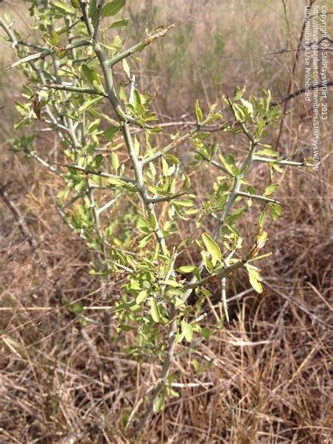 Plant Identification Closed Thorny In Tx 1 By Stillplayswdirt