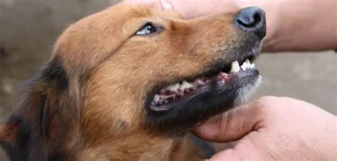 What Causes A Dogs Gums To Turn Black