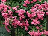 Highly Fragrant Climbing Roses