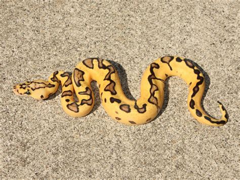 Pastel Enchi Clown Morph List World Of Ball Pythons