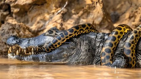 Saltwater Crocodile Vs Anaconda Who Will Reign Supreme Animals