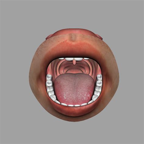 3d realistic rigged human mouth model turbosquid 1296066