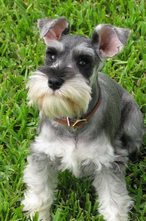 Boston terrier cross puppies for sale in pa. Miniature Schnauzer Puppies | Miniature Schnauzer for Sale ...