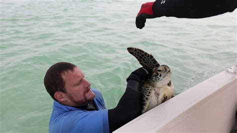 Sea Turtle Capturing For Satellite Monitoring Youtube