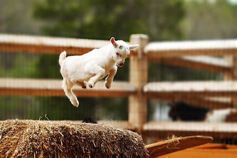 2200 Goats Jumping Stock Photos Pictures And Royalty Free Images Istock