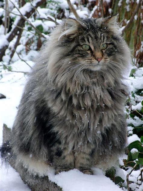 maine coon cats     big   house cats  pics