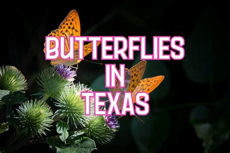 30 Common Butterflies In Texas Pictures And Identification