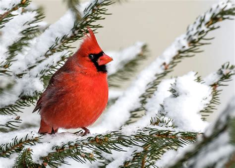 Male Cardinal On Snowy Branch Pyrography By Corina Voicu Fine Art America