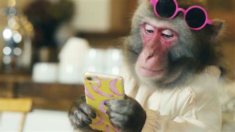 栃木県が日光の猿を主人公にした新作動画を公開｜栃木県のプレスリリース
